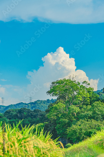 夏の日本の田舎風景