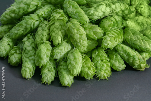 Green hops cones on black background. Freshly harvested hops flowers for beer making Green fresh hops cones