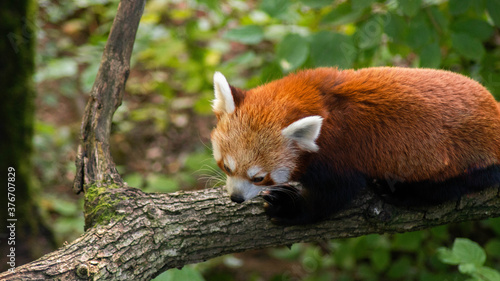 wild red panda in tree