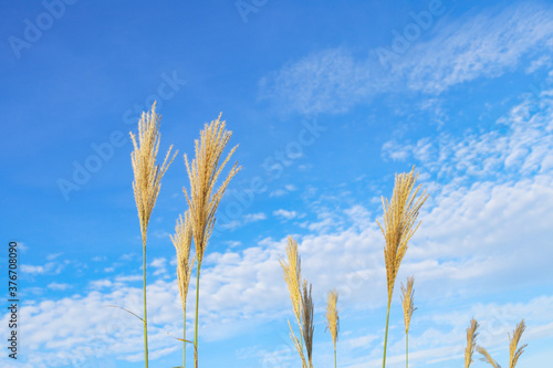 秋 茅 空 素材