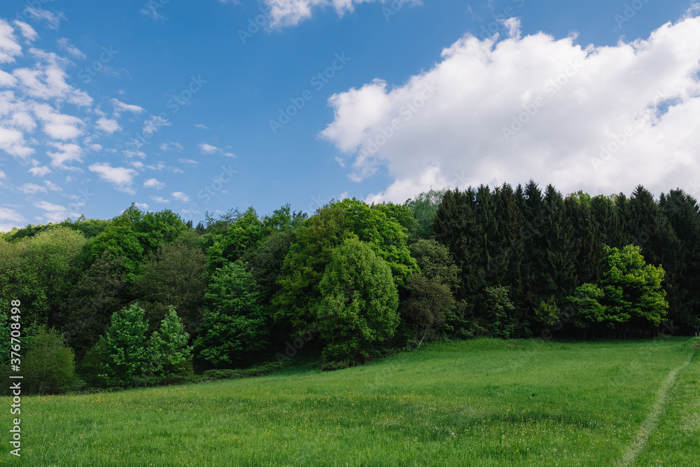 Odenwälder Waldstück im Sommer