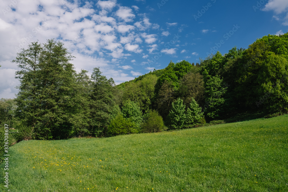 Odenwälder Waldstück im Sommer