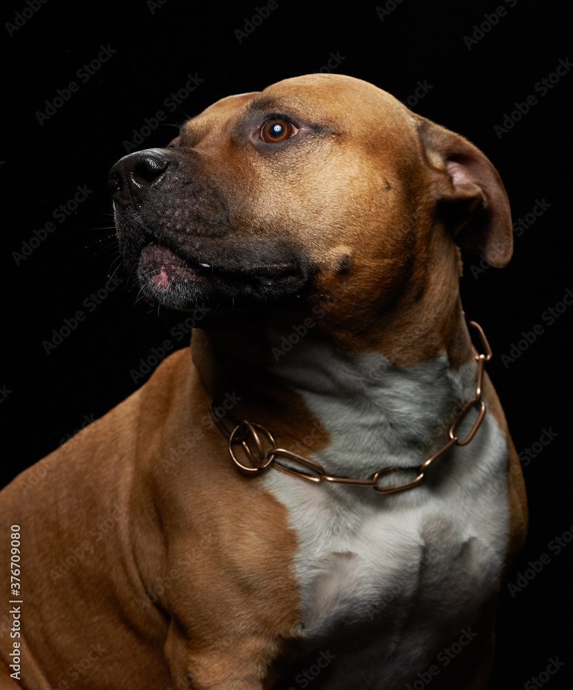 American Staffordshire terrier dog portrait