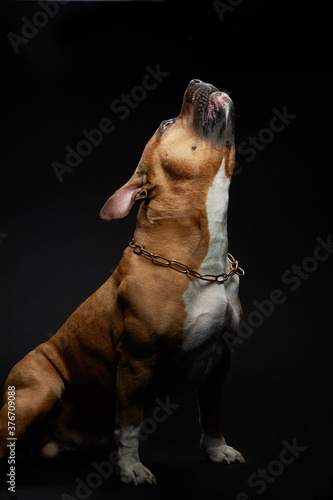 American Staffordshire terrier siting on its hind legs