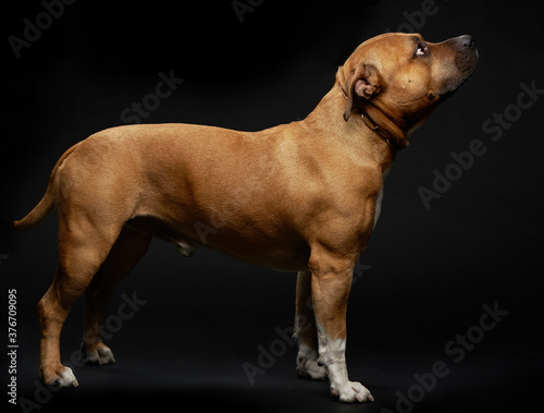 American Staffordshire terrier standing on exterier