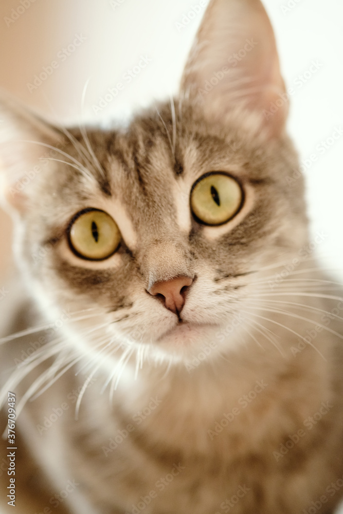 Close-up portrait of a beautiful gray cat with yellow eyes. A domestic cat sitting on the sofa and and looks at the camera. Cat in the home interior. Image for veterinary clinics, sites about cats