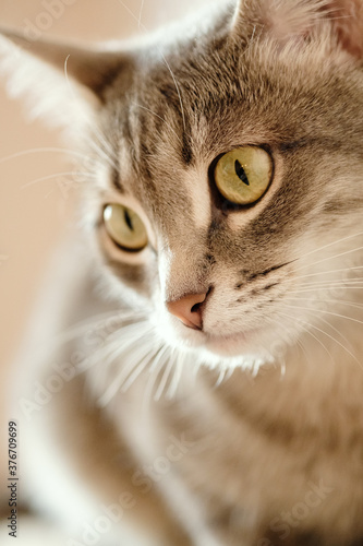 Close-up portrait of a beautiful gray cat with yellow eyes. A domestic cat sitting on the sofa and and looks at the camera. Cat in the home interior. Image for veterinary clinics, sites about cats