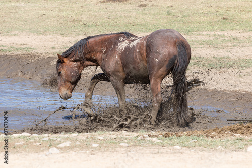 Wild Horse at a Utah Desert Waterhole