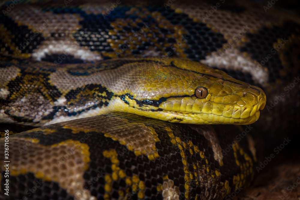 python snake in the nature park python snake in the nature park