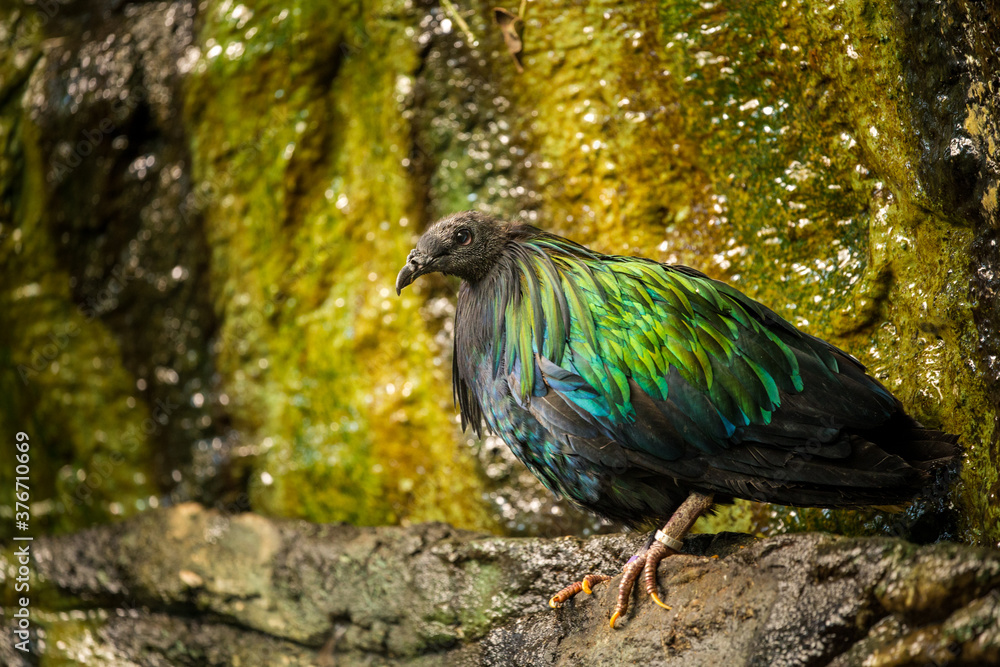 Fototapeta premium Nicobar pigeon in natural flora
