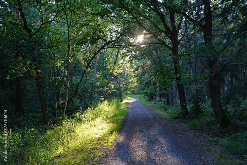Im Wald der Holzurburg bei Bad Bederkesa © Fotolyse