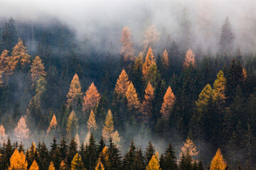 autumn nature background forest in fog