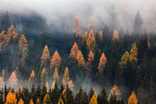 Fototapeta Naklejka Na Ścianę i Meble -  autumn nature background forest in fog