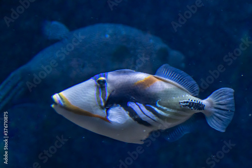a tropical trigger fish © Ralph Lear