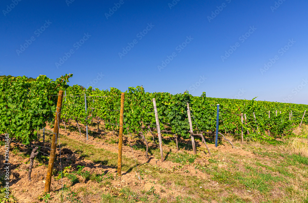 Grapevine wooden pole and rows of vineyards green fields landscape with grape trellis on river Rhine Valley hills, Rheingau wine region on Roseneck mount near Rudesheim town, State of Hesse, Germany