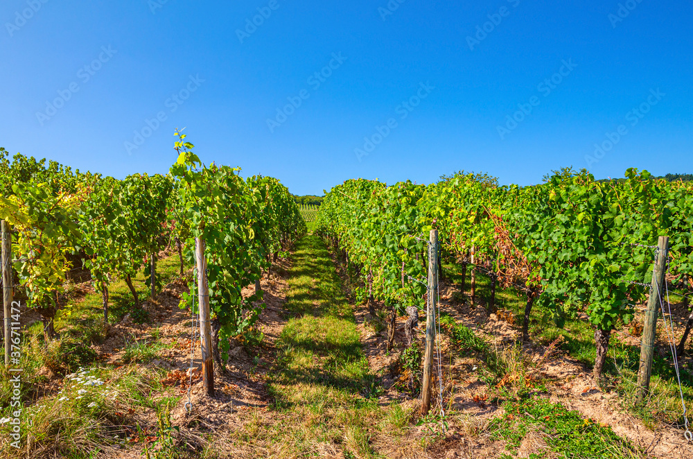 Grapevine wooden pole and rows of vineyards green fields landscape with grape trellis on river Rhine Valley hills, Rheingau wine region on Roseneck mount near Rudesheim town, State of Hesse, Germany