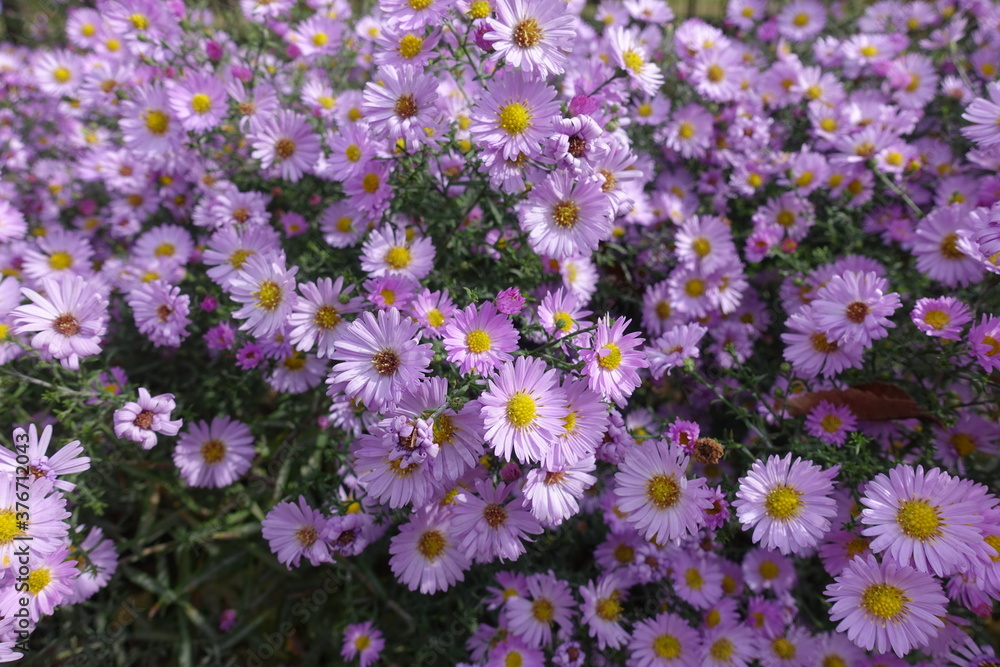 Autumnal florescence of pink Michaelmas daisy in October