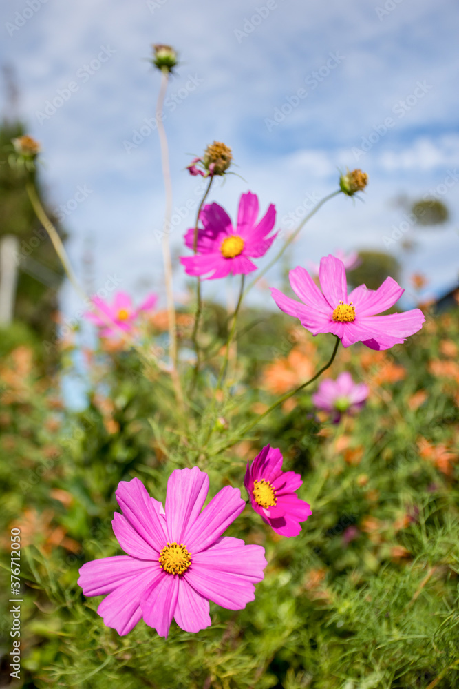 Beautiful pink Cosmos flower, Cosmos Bipinnatus with blurred background