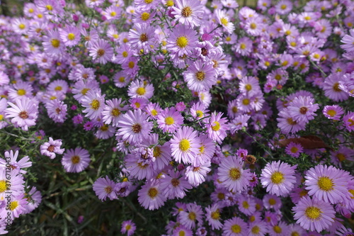 Autumnal florescence of pink Michaelmas daisy in October