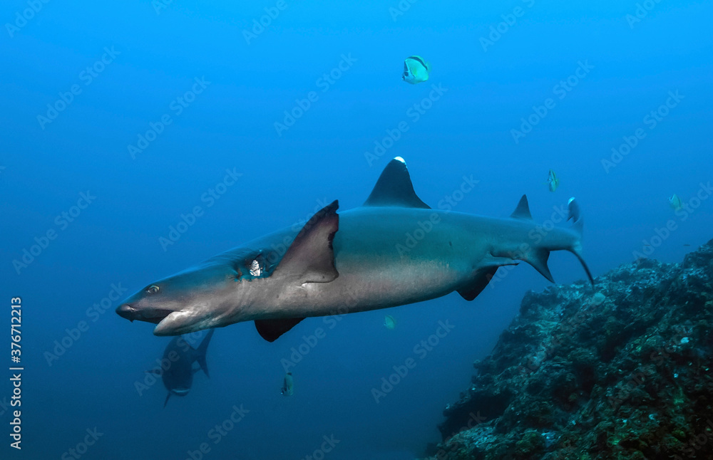 Obraz premium Female reef white tip (Triaenodon obesus) swimming in the blue. With a wound in the gills