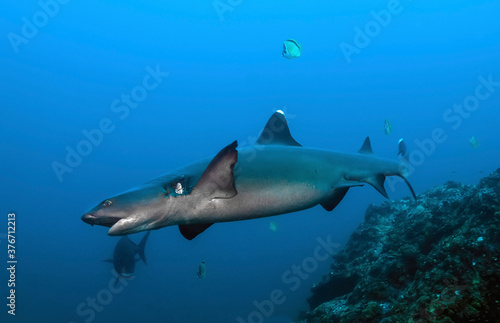 Female reef white tip  Triaenodon obesus  swimming in the blue. With a wound in the gills