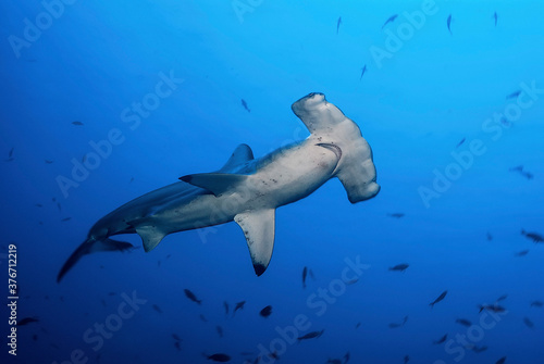 Hammerhead (Sphryna lewinii) swimming in the blue photo