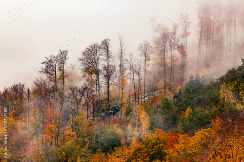 foggy forest background in autumn