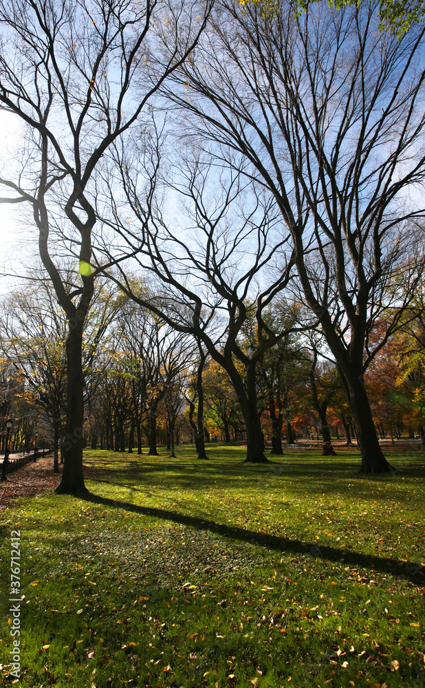 Naklejka premium trees in central park