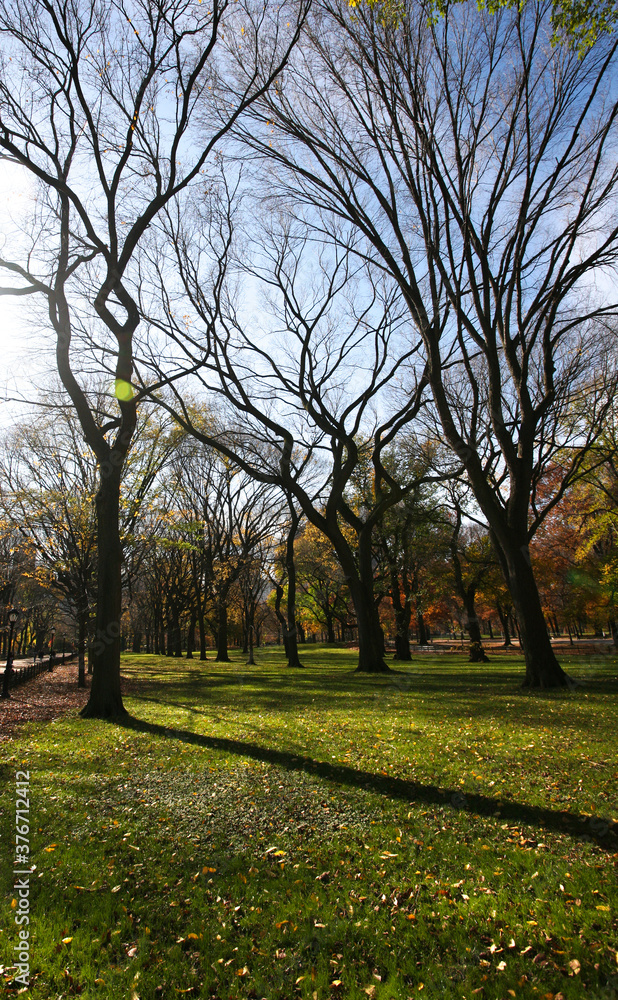 trees in central park