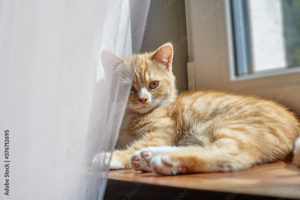 British ginger cat on the window