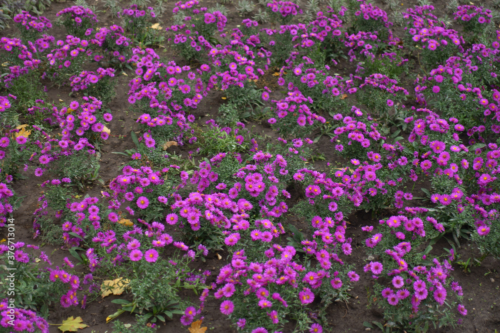 Numerous flowers of magenta colored Michaelmas daisies in October Numerous flowers of magenta colored Michaelmas daisies in October