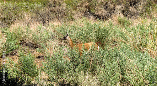 The vicu  a is the national animal of Peru. It is a wild South American camelid that lives in the Andes