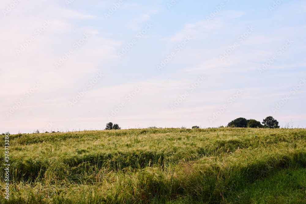 Beautiful wheat barley rye field landscape with green blue sky over it. Nature protection concept. Agricultural cultivation process. Rural scene in countryside.