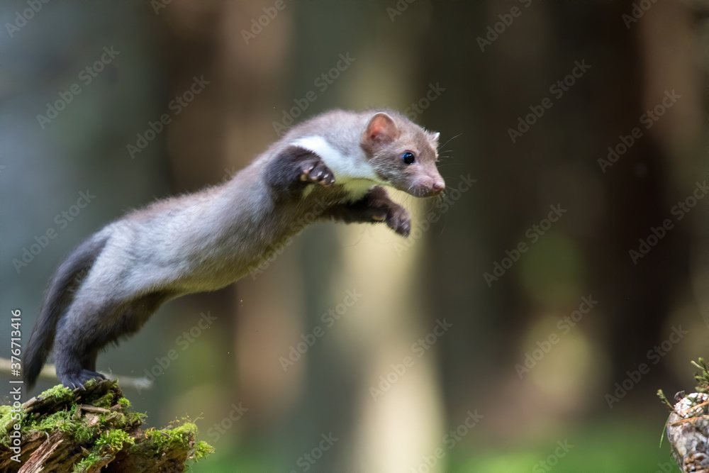 Stone marten, Martes foina, with clear green background. Beech marten, detail portrait of forest animal. Small predator sitting on the beautiful green moss stone in the forest. Wildlife scene, France