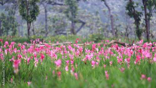 Siam tulips blooming in the natural rainforest