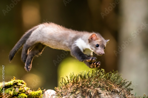 Canvas-taulu Stone marten, Martes foina, with clear green background