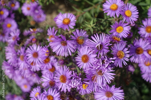 A lot of purple flowers of New England aster in mid October