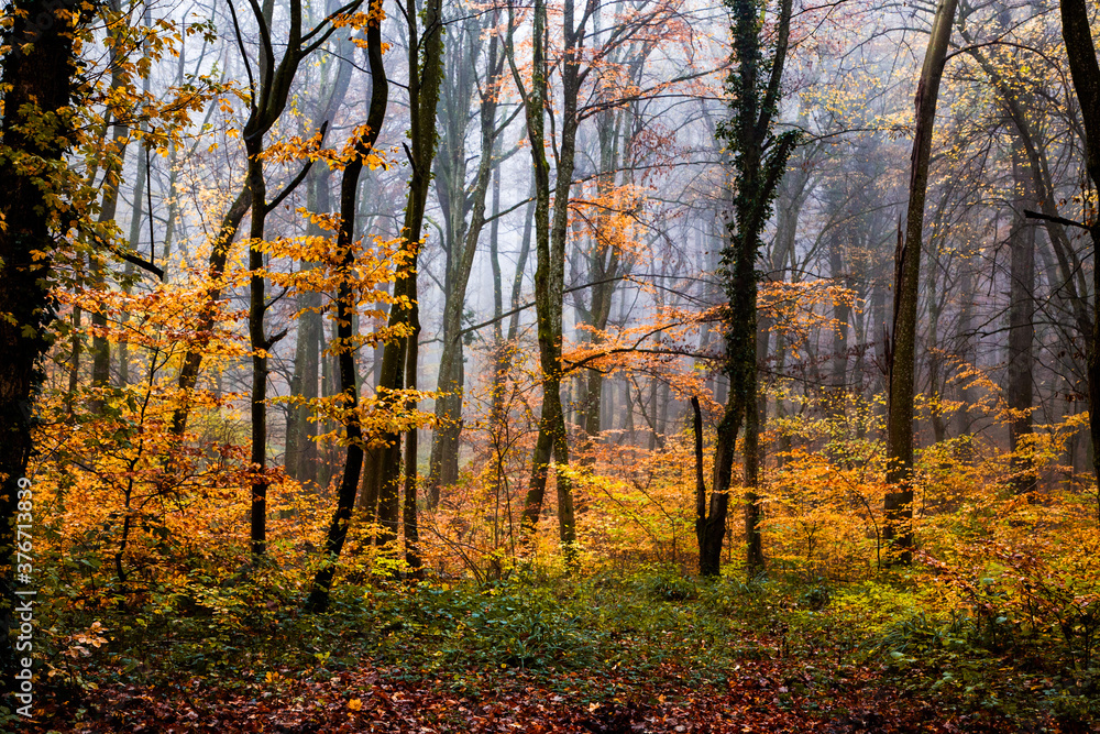 beautiful foggy forest in autumn