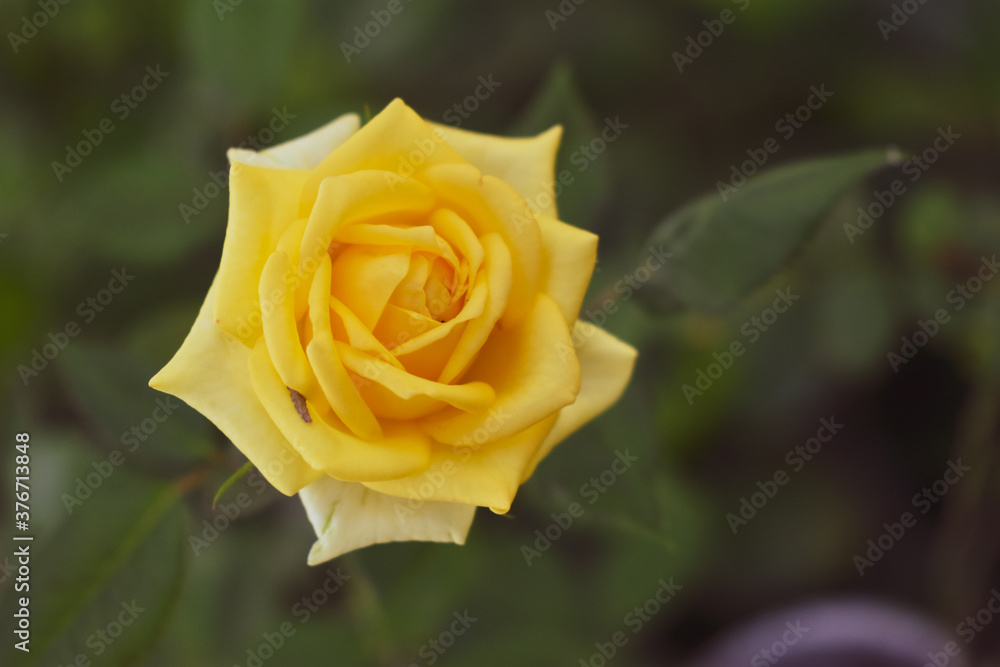 yellow rose with green leaves yellow rose with green leaves