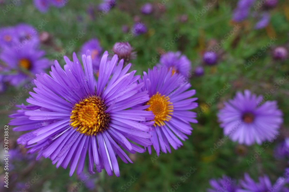 Close view of purple flowers of New England aster in October