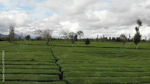 Tea plantations in Gilan region, Northern Iran. Shot 1