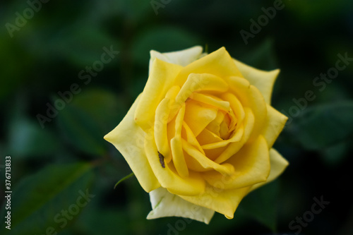yellow rose on green background