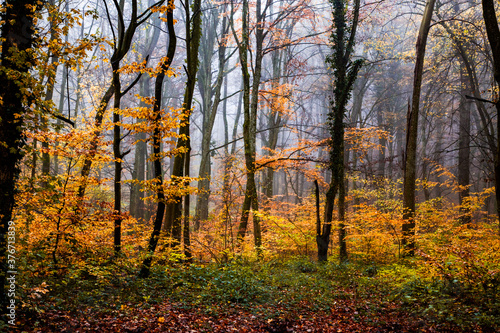 beautiful foggy forest in autumn