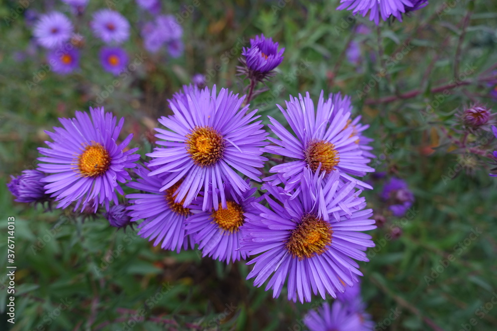 Cluster of purple flowers of New England aster in October