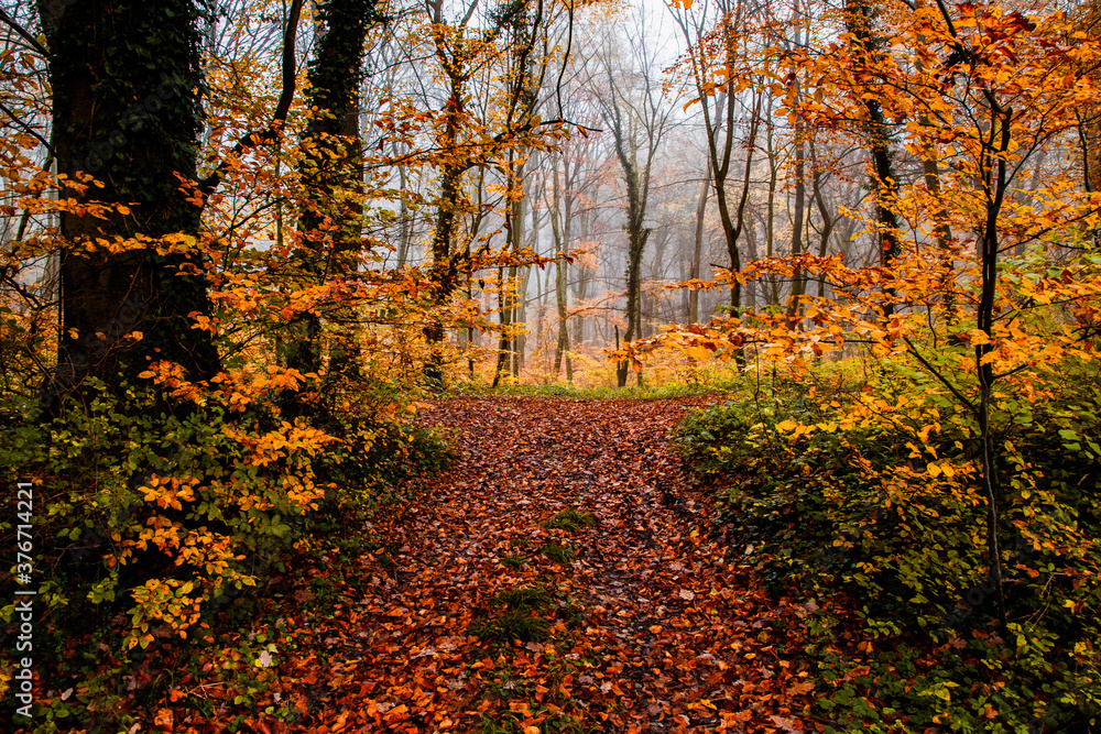 Obraz premium beautiful foggy forest in autumn