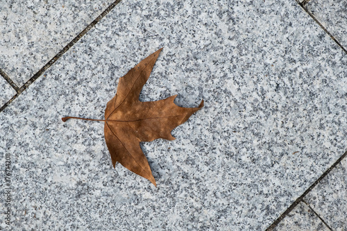 autumn leaf on the ground © Filip Stefaniak