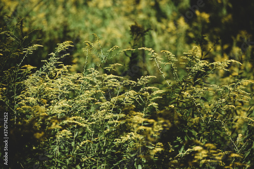 goldenrod field in the forest