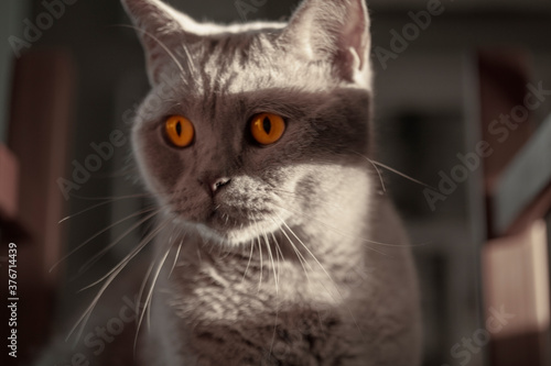 close up portrait of a british cat