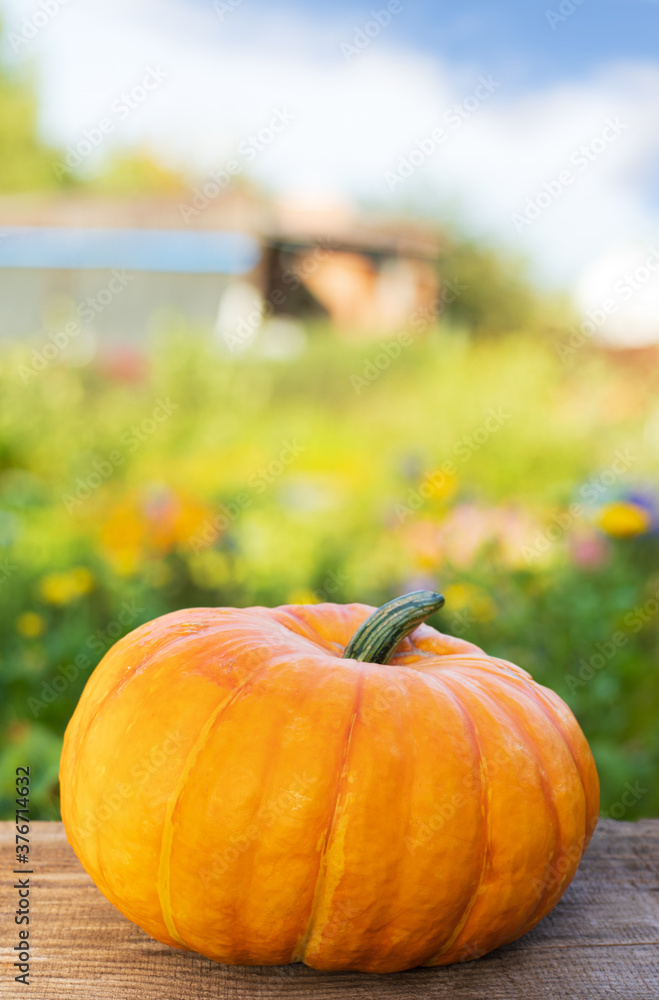 Pumpkins on wooden table in the garden with space for tex. Halloween. Copy space. Banner. Pumpkins on wooden table in the garden with space for tex. Halloween. Copy space. Banner.