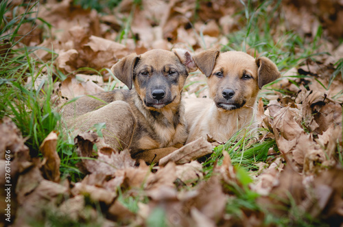 puppies in leaves